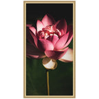 Midnight Lotus Flower by Stephanie Klatt Framed Wall Art Print