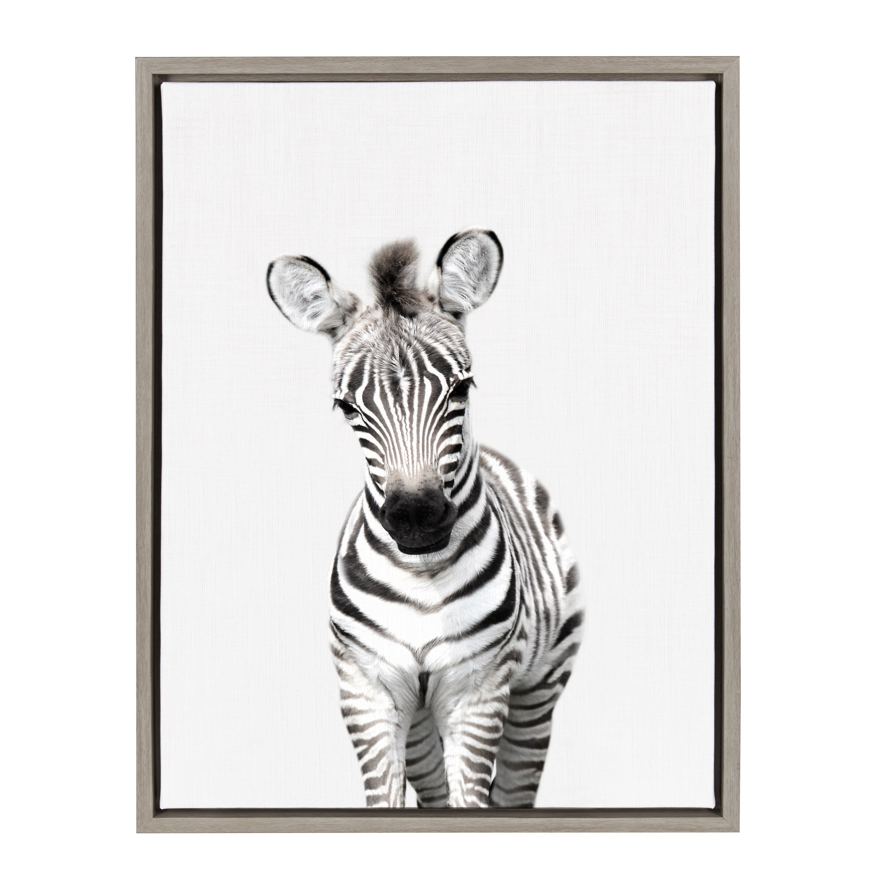 Sylvie Baby Zebra Framed Canvas by Amy Peterson
