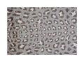 2 x 3 Gray and Brown Cheetah Washable Floor Mat