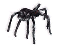 Spirit Black Jumping Spider Animated Decoration Multicoloured One Size