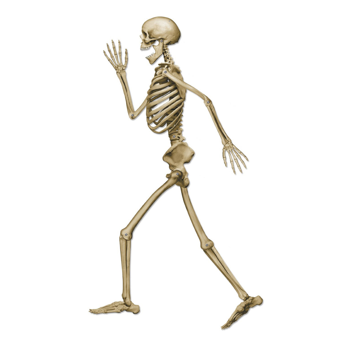Profile Pete Jointed Skeleton Party Accessory (1 count) (1/Pkg)