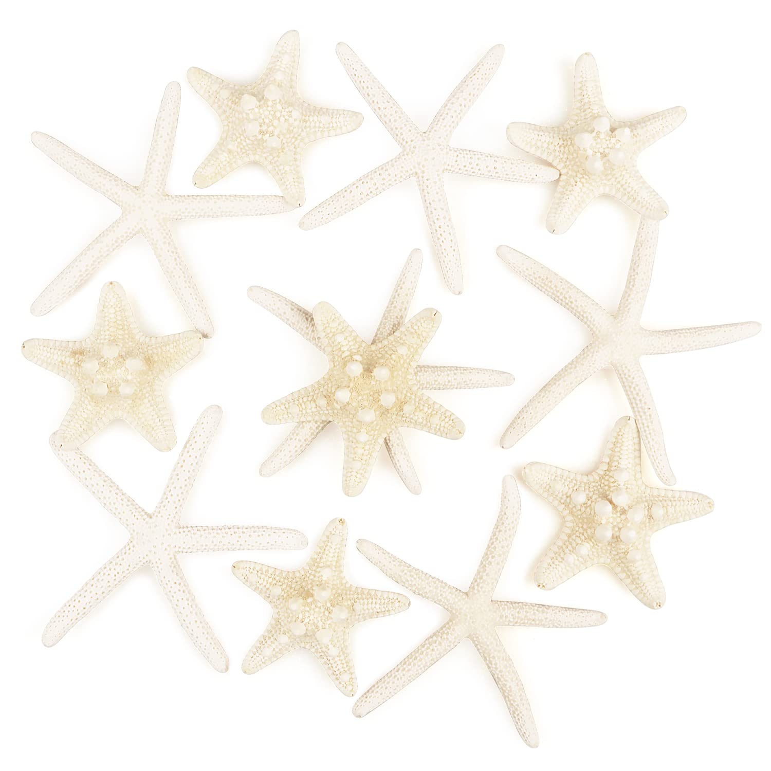 Jangostor 12 PCS Starfish 2-6 Inch Mixed Starfish Natural Seashells Starfish Star Fish Shells Decorations Perfect for Wedding De