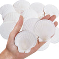WeDoSoy 30PCS Natural Scallop Shells White Sea Shells for Decorating from Sea Beach Real Seashells for DIY Craft Painting Ocean 