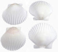 25 White Florida Scallop Shells (About 2) Seashells Display Box for Beach Wedding Decor and Ocean Crafts.