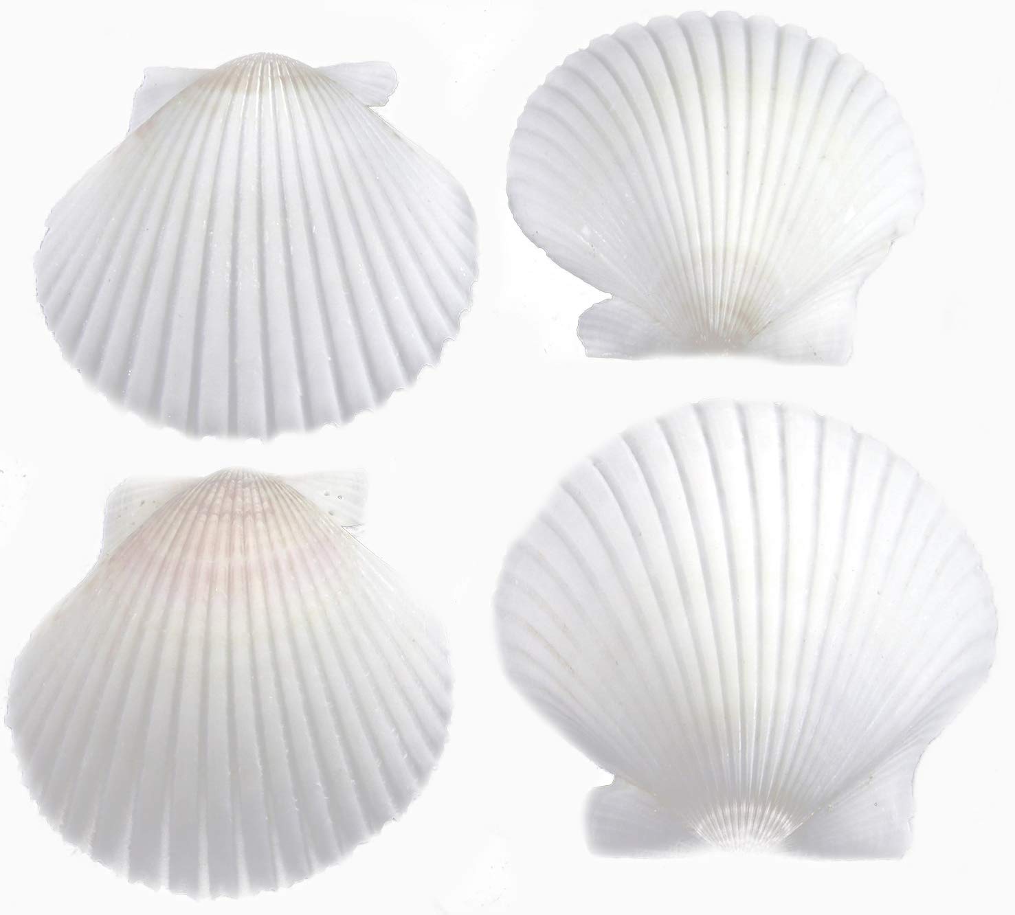 25 White Florida Scallop Shells (About 2) Seashells Display Box for Beach Wedding Decor and Ocean Crafts.