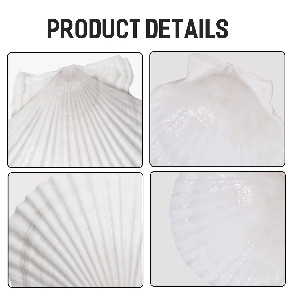 Giftvest 10Pcs Sea Shells White Scallop Shells For Crafts Baking Cooking Serving Food, 4-5 Inch Large Natural Seashells For Diy