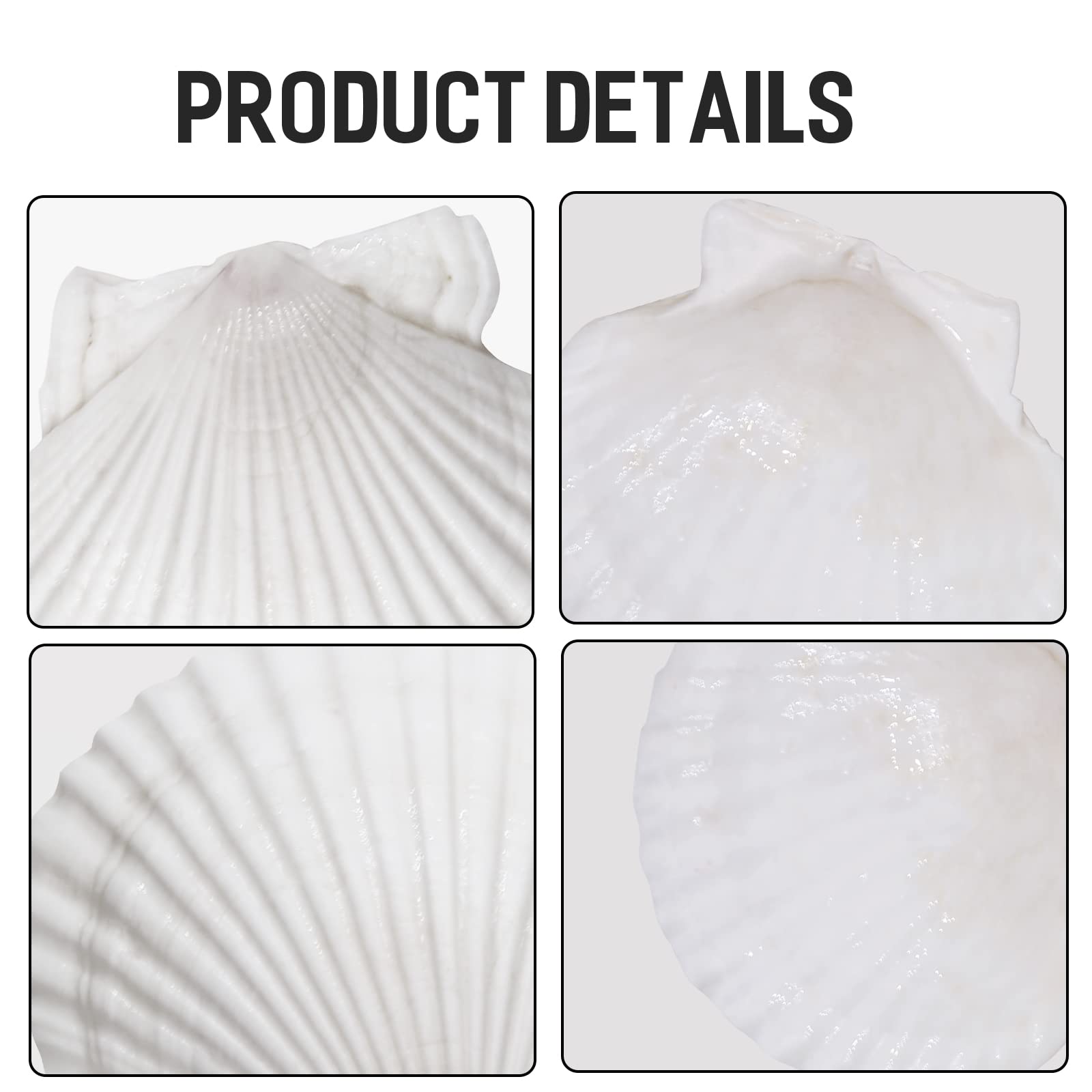 Giftvest 10Pcs Sea Shells White Scallop Shells For Crafts Baking Cooking Serving Food, 4-5 Inch Large Natural Seashells For Diy