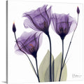 CANVAS ON DEMAND Purple Flower Trio Canvas Wall Art Print by Albert Koetsier, Home Decor, Artwork, 36  x36in