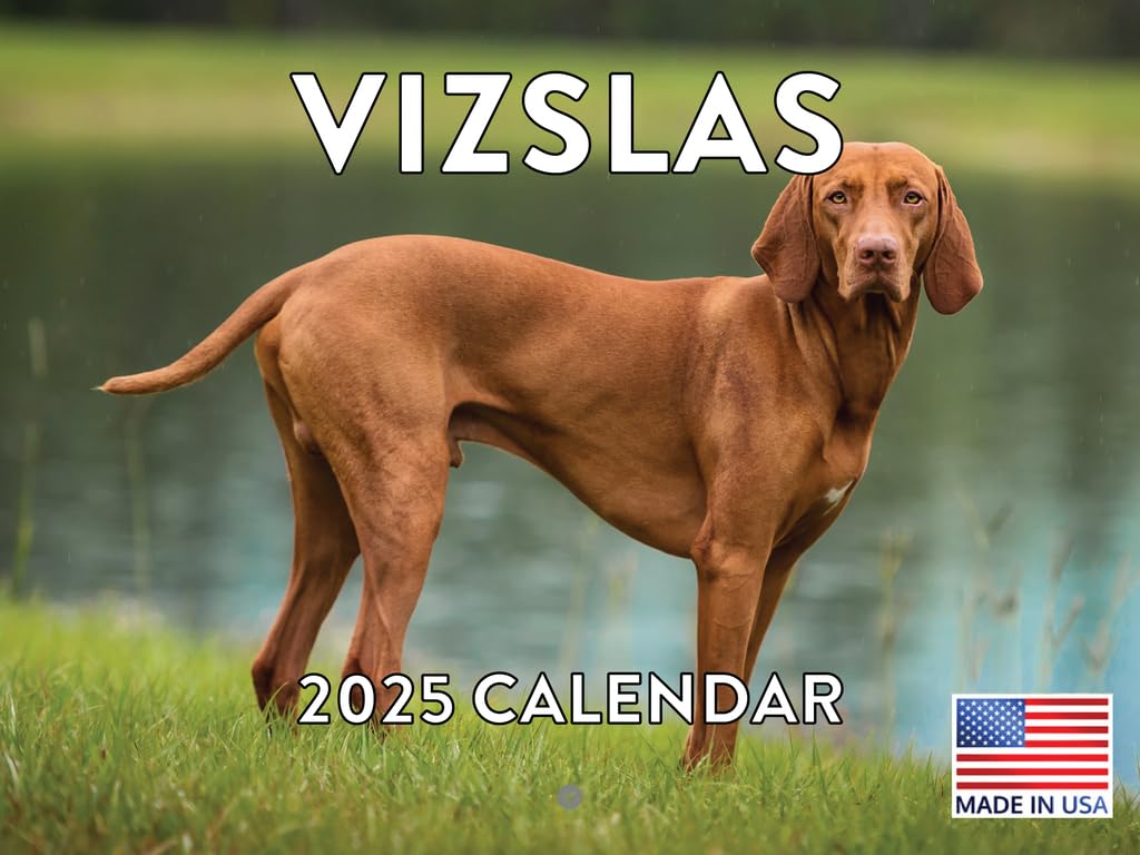 Vizsla Calendar 2025 Monthly Wall Calander 12 Month | American Made In The Usa