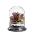 NCYP Small Clear Decorative Glass Terrarium Cloche with Air Hole - 4.7 x 4.7 x 6.3 Inches Glass Dome with Base for Miniature Suc