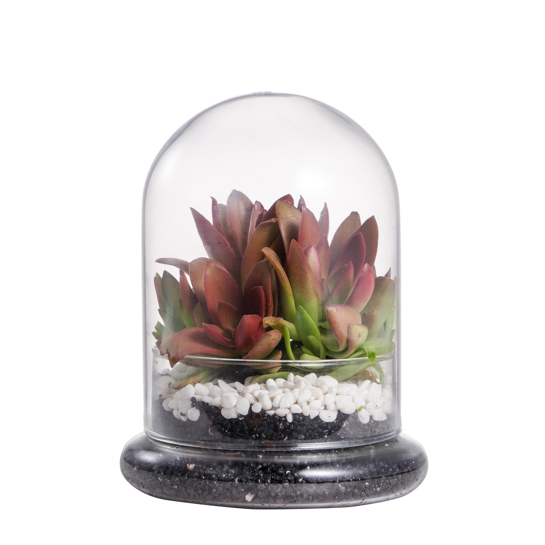 NCYP Small Clear Decorative Glass Terrarium Cloche with Air Hole - 4.7 x 4.7 x 6.3 Inches Glass Dome with Base for Miniature Suc