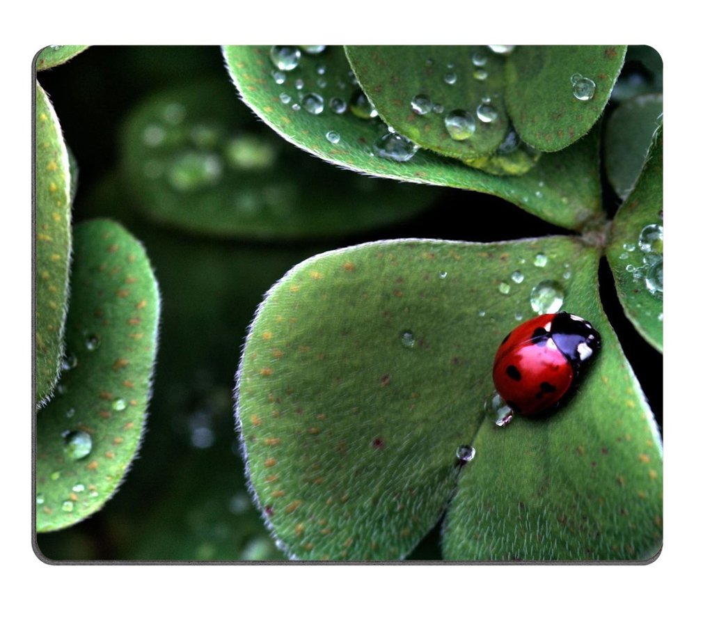Ladybug Sitting Clover Green Three Leaf Insect Water Dew Mouse Pads Customized Made To Order Support Ready 9 7/8 Inch (250Mm) X