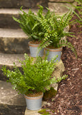 Potted Fern Plant (Set Of 3)