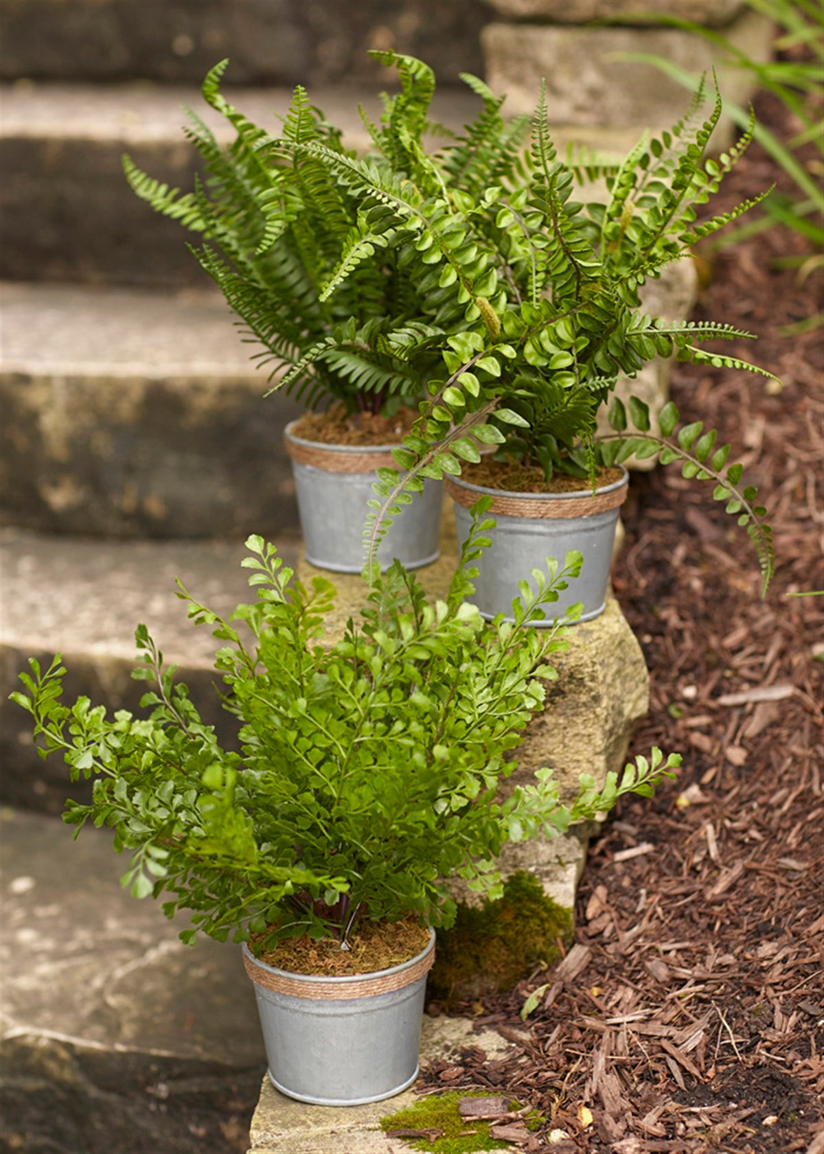 Potted Fern Plant (Set Of 3)