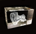 3D Human Ear Anatomical Model Paperweight(Laser Etched) In Crystal Glass Cube Science Anatomy Gift (No Included Led Base)