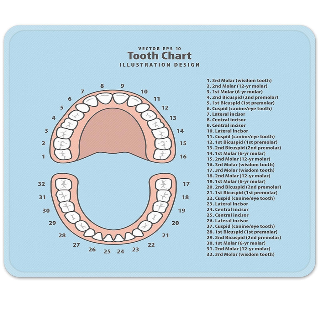 Emvency Mouse Pad Pink Education Tooth Chart Number Infographic Blue Dental Human Anatomy 9.5" x 7.9" Rubber
