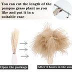 Dried Pampas Grass Decor, 100 Pcs Pampas Grass Contains Bunny Tails Dried Flowers, Reed Grass Bouquet For Wedding Boho Flowers H