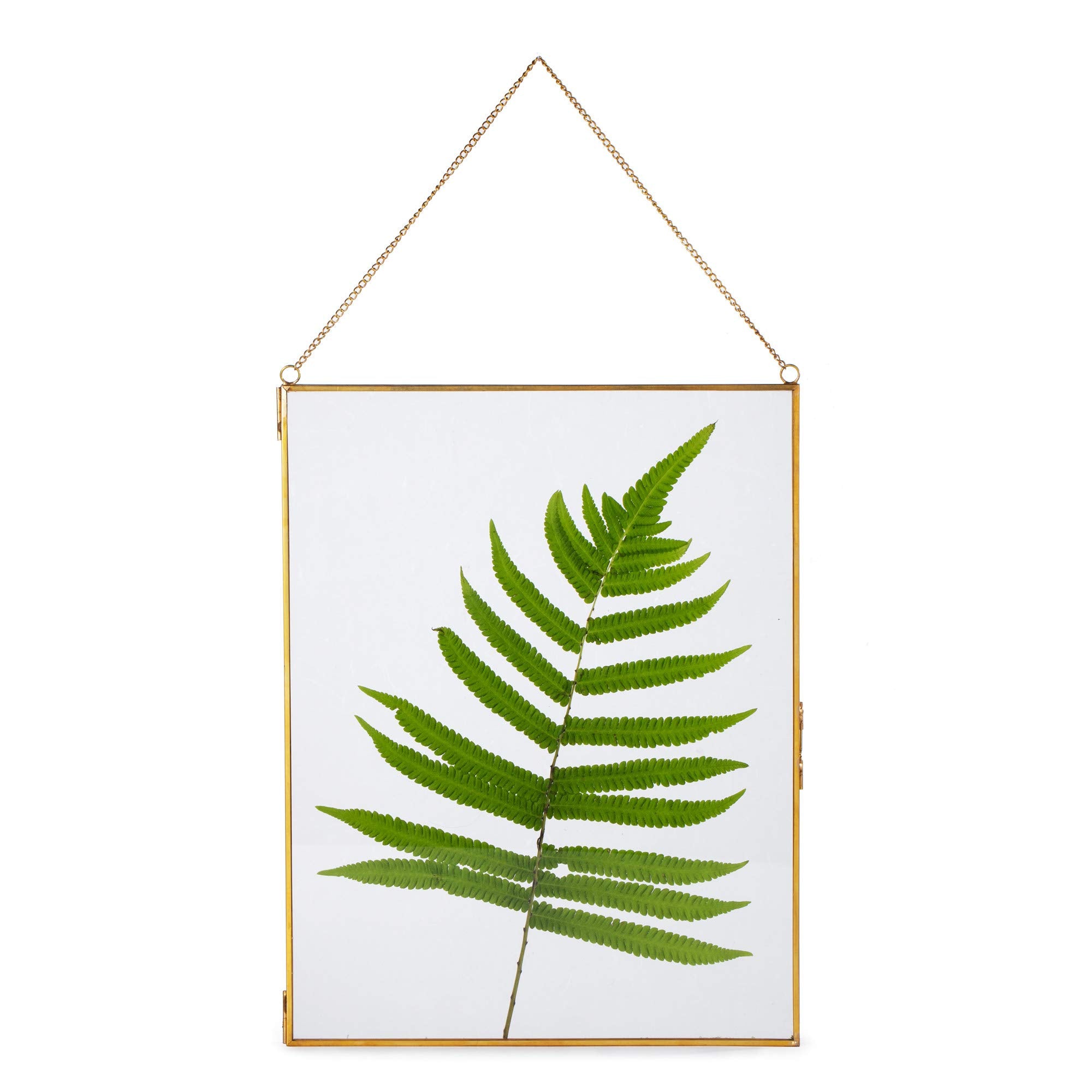 NCYP 8 x 10 Wall Hanging Brass Glass Artwork Certificate Photo Picture Display Frame, Ornament Plant Specimen Clip, Modern Verti