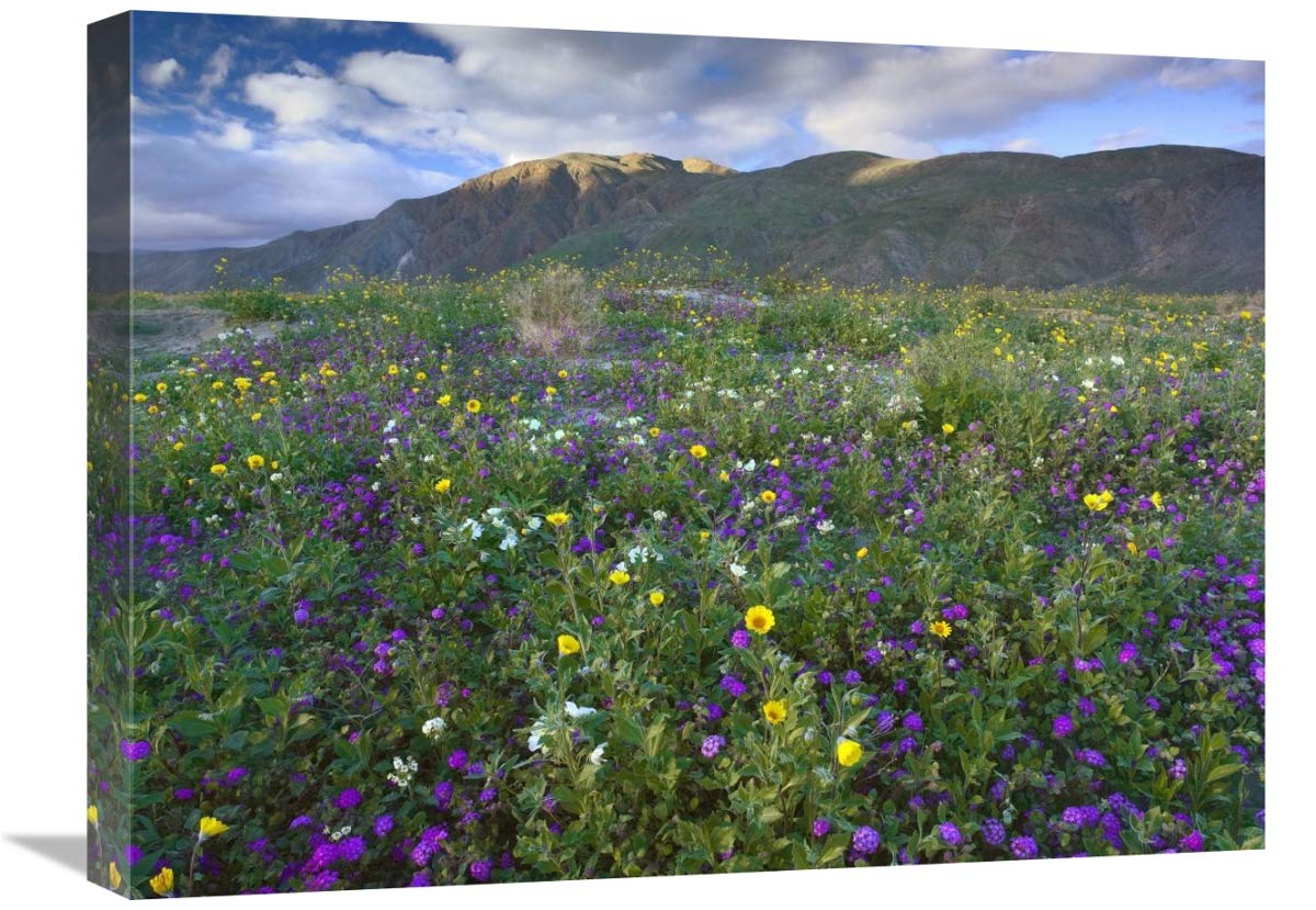 Global Gallery Wildflowers Carpeting The Ground Beneath Coyote Peak, Anza-Borrego Desert, California-Canvas Art-24 x18 