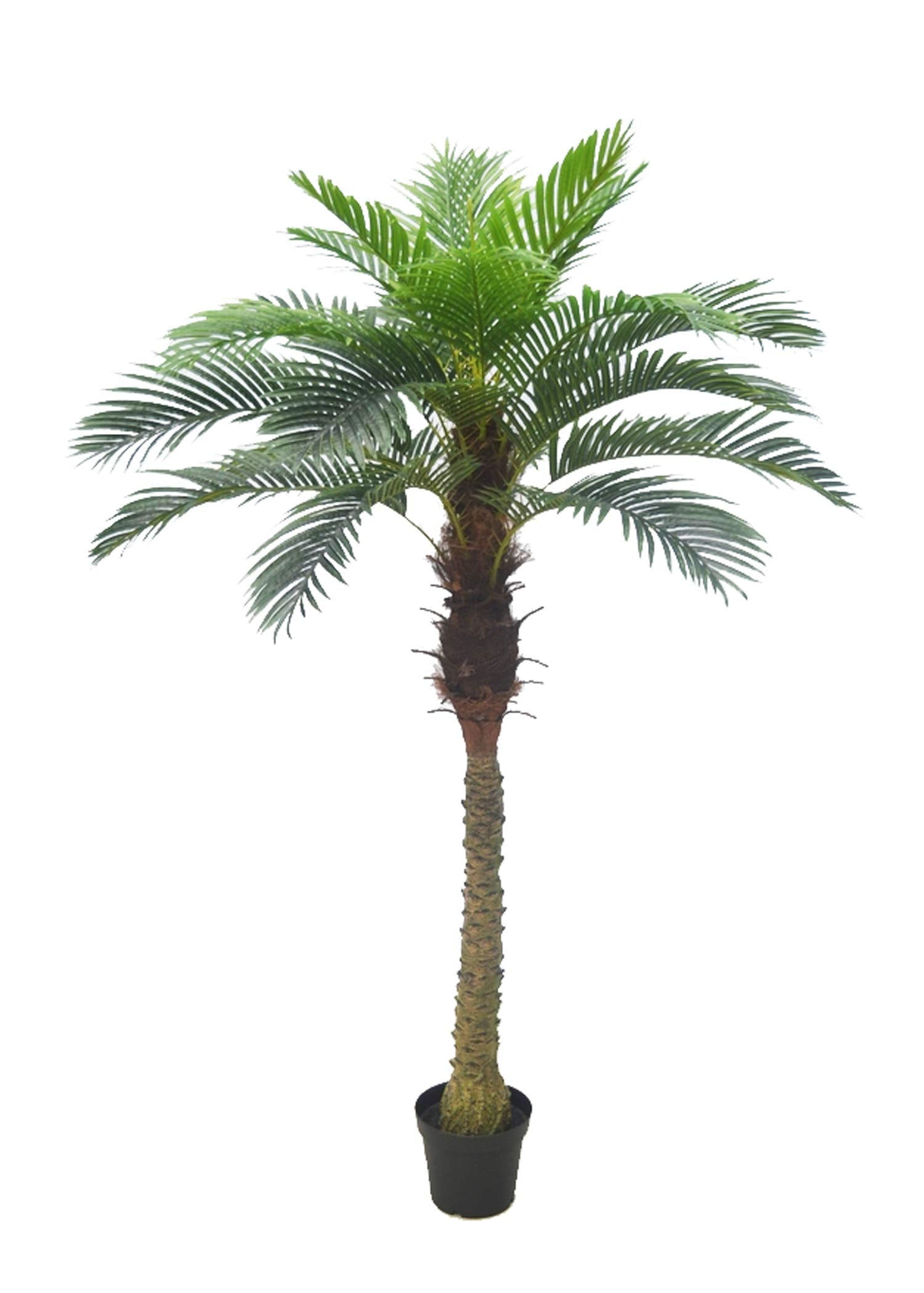 AMERIQUE Gorgeous 6 Phoenix Palm Tree Artificial Silk Plant with UV Protection, with Nursery Plastic Pot, Feel Real Technology,