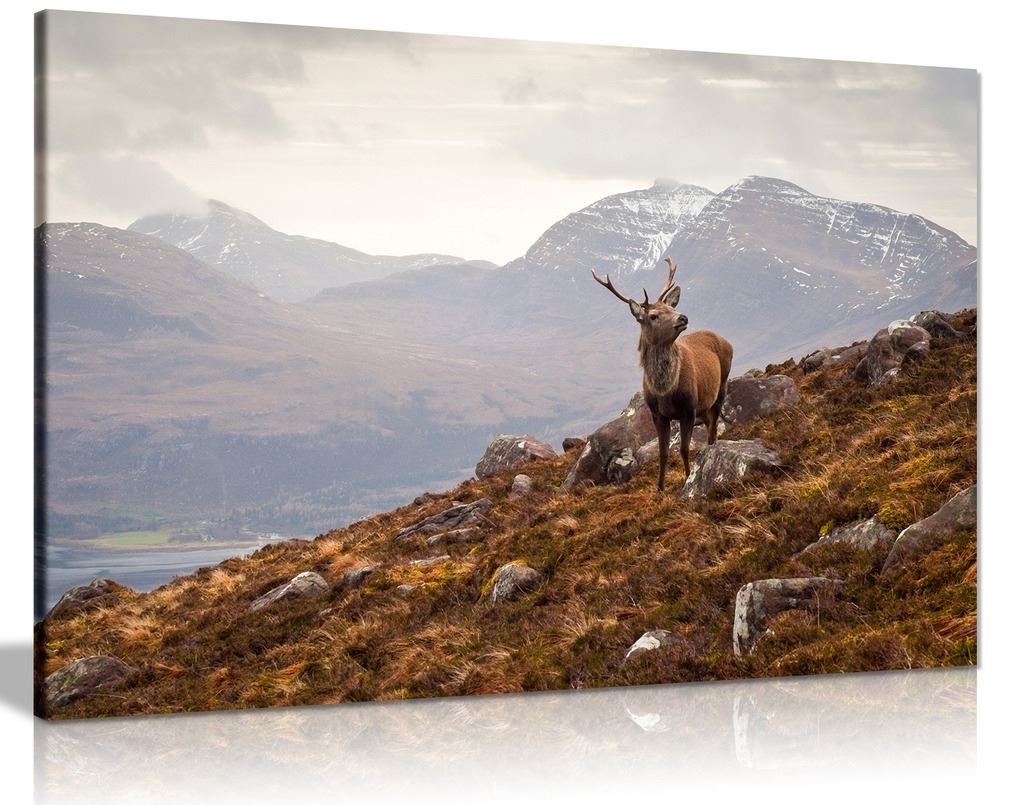 Wild Stag Scottish Highlands Canvas Wall Art Picture Print (24X16)
