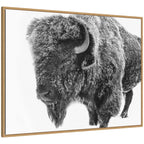 Bison in Snow Black and White by Amy Peterson Framed Canvas Wall Art Print