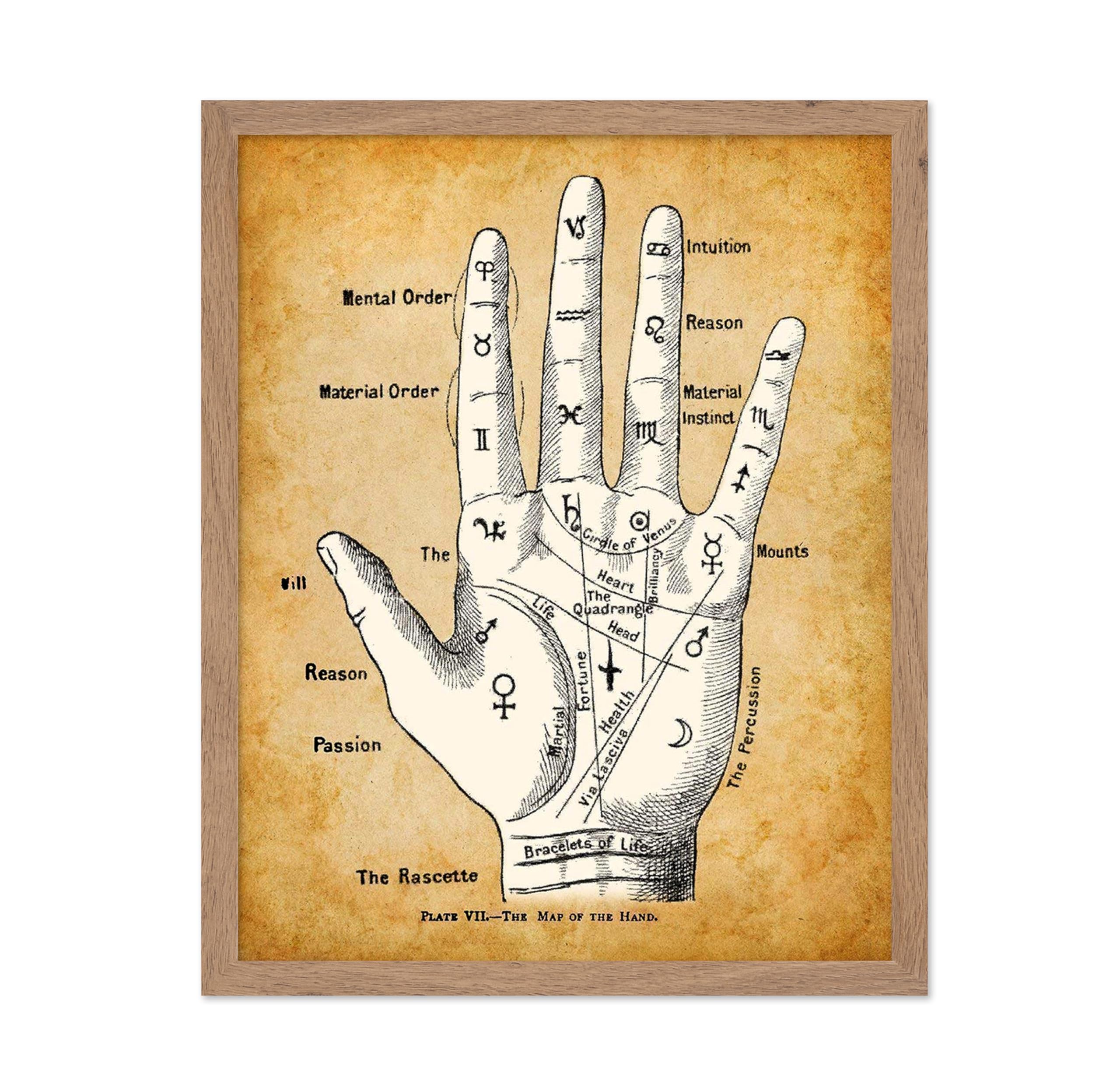 Poster Master Palm Reading Divination Chart - Classic Fortune Teller Decor, Chiromancy Wall Art, Gift for Oddity Palm Readers, P
