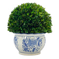 Galt International 11 Naturally Preserved Real Boxwood Ball in Hand-Painted Round Bulb Blue & White China Pot Planter Green Indo