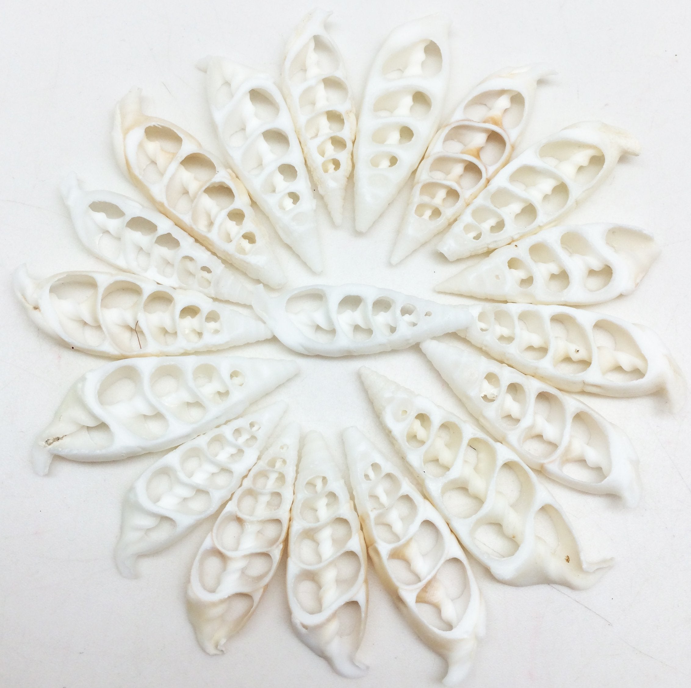 PEPPERLONELY 20 PC White Center Cut Cerithium vertagus Sea Shells, 1-1/2 Inch ~ 2 Inch
