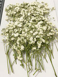 UOKWIWI 50 pcs White Baby's Breath Real Natural Dried Pressed Flowers for Resin Art Craft DIY Making Wedding Card Home Party Dec