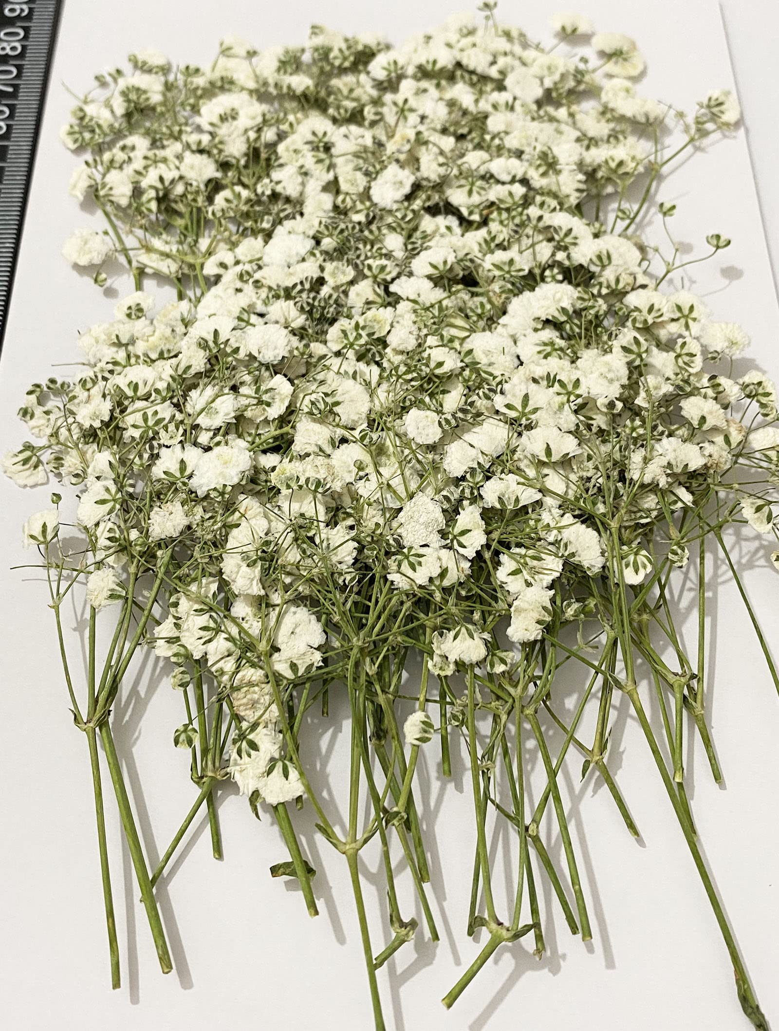 UOKWIWI 50 pcs White Baby's Breath Real Natural Dried Pressed Flowers for Resin Art Craft DIY Making Wedding Card Home Party Dec