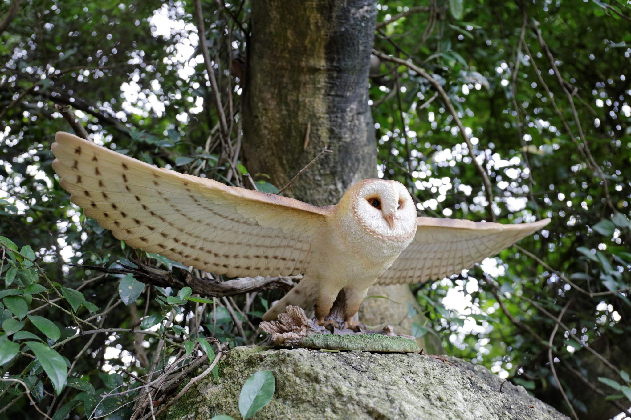 HI-LINE Barn Owl Flying, 30.91-inch Width