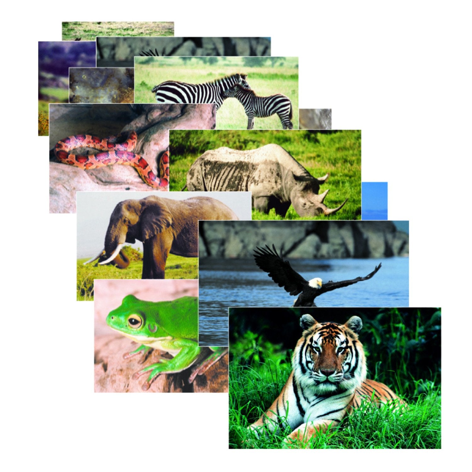 Stages Learning Materials Slm151 Wild Animals Real Life Learning Poster Set (Pack Of 10)