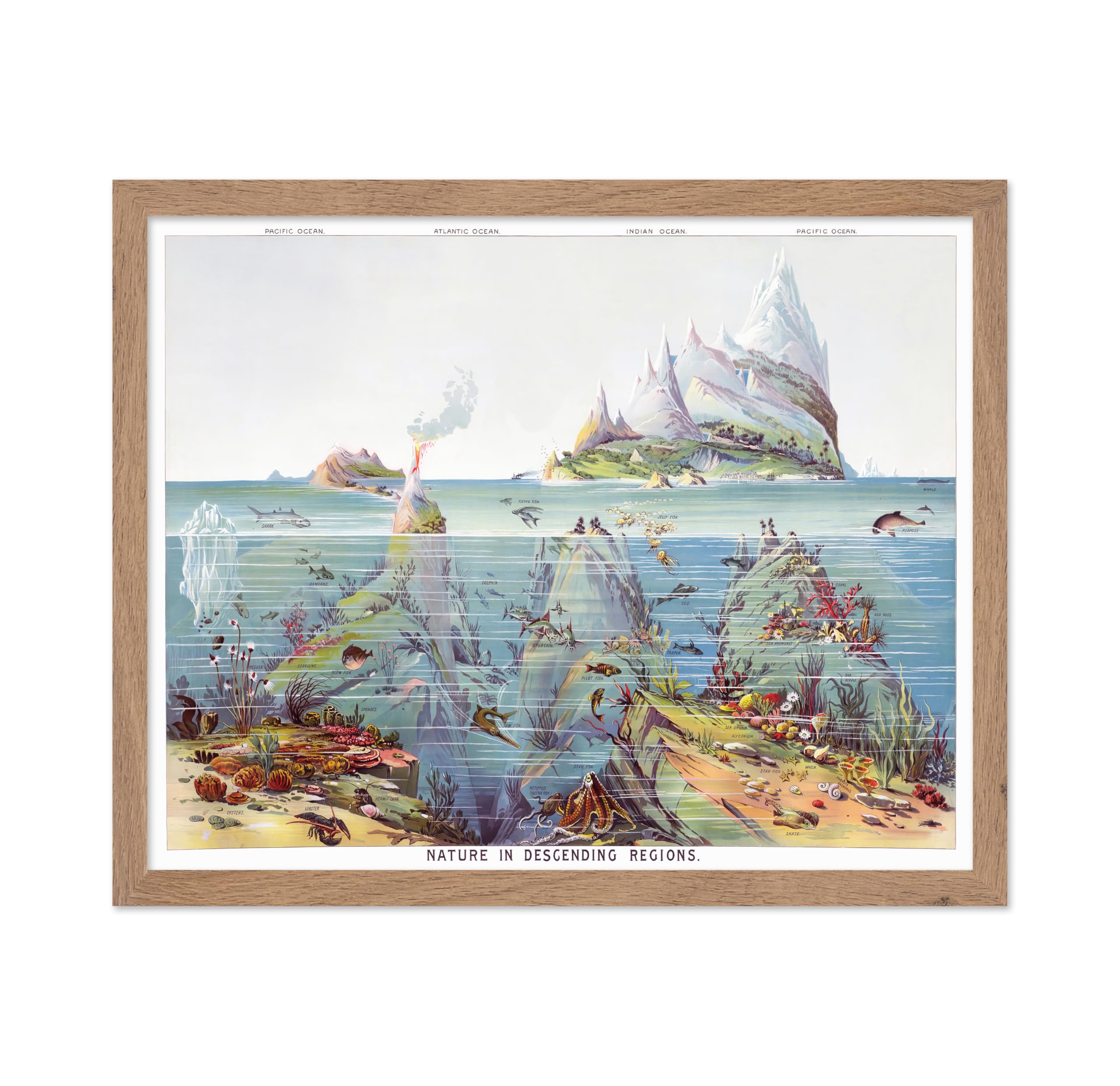 Poster Master Nature In Descending Regions Poster - Sea Life Print - Aquatic Art - Marine Life Art - Ocean Art - Marine Animals 