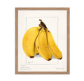 Poster Master Vintage Banana Poster - Retro Yellow Banana Print - Food & Drink Art - Gift for Men, Women, Chef, Cook - Minimal W