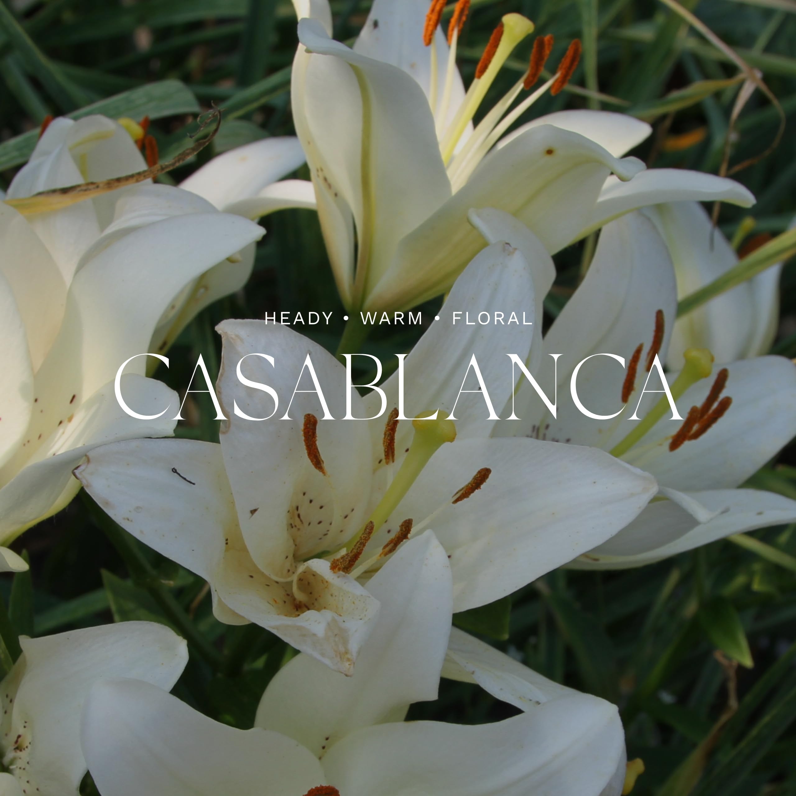 Antica Farmacista Home Ambiance Diffuser Casablanca Lily Fragrance Oil 8.45 fl oz