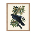 Poster Master Vintage John James Audubon Poster - Retro Animal Print - Gift for Artist, Friend - American Raven, Bird, Plum Tree