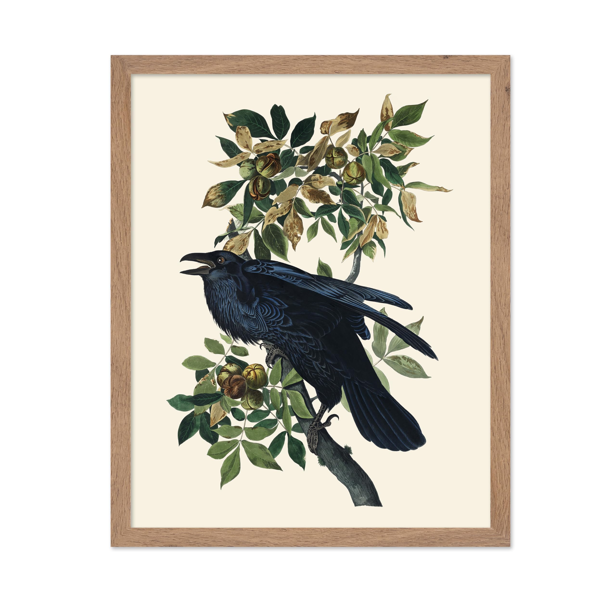 Poster Master Vintage John James Audubon Poster - Retro Animal Print - Gift for Artist, Friend - American Raven, Bird, Plum Tree