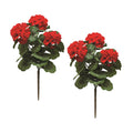 Geranium Bush (Set of 2)