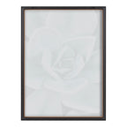 Blake Botanical Succulent Plants 3 Framed Printed Glass by The Creative Bunch Studio