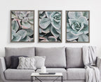 Blake Botanical Succulent Plants 3 Framed Printed Glass by The Creative Bunch Studio