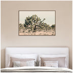 Joshua Tree No. 1 by Alicia Bock Framed Canvas Wall Art Print