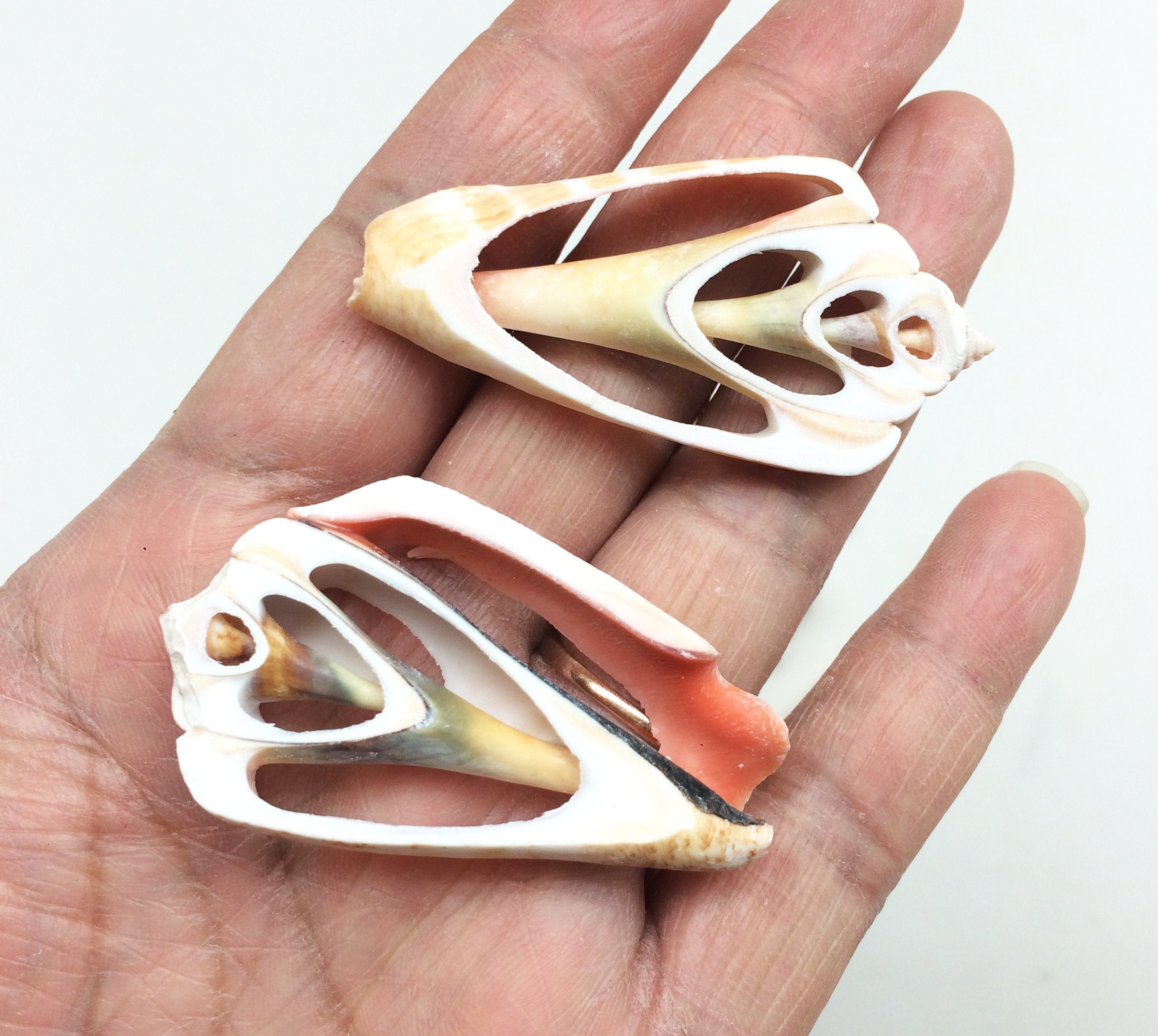 PEPPERLONELY 20 PC Center Cut Strawberry Strombus Sea Shells, 1-1/2 Inch ~ 2 Inch