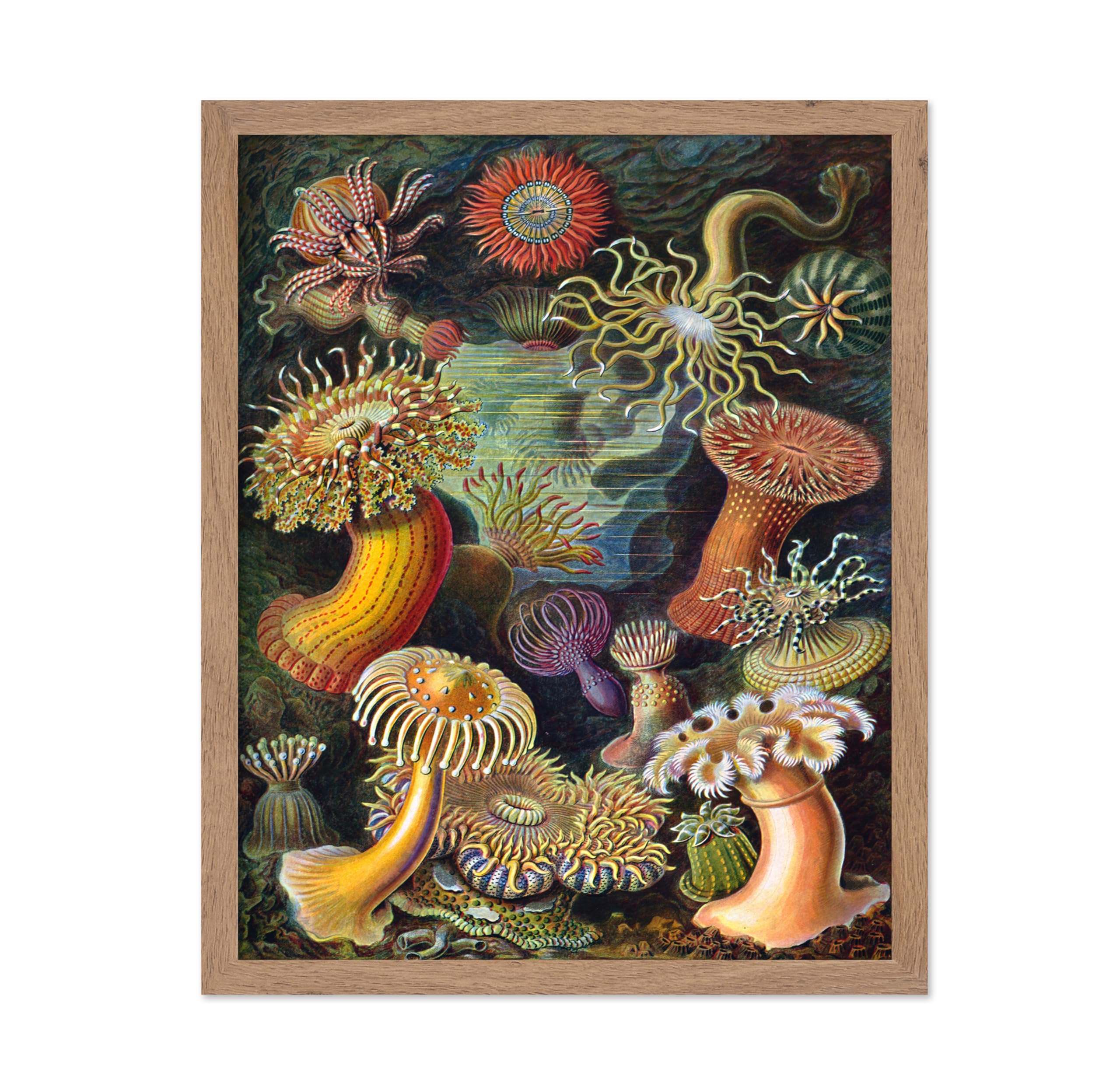 Poster Master Ernst Haeckel Poster - Haeckel Actiniae Print - Sea Anemone Art - Aquatic Art - Marine Life Art - Gift for Men & W
