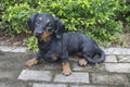 Hi- Line Gift 87799-B Dachshund Dog Statue