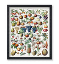 Poster Master Vintage Adolphe Millot Poster - Retro illustration Print - Gift for Artist, Chef - Botanical, Fruits, Grapes, Pine