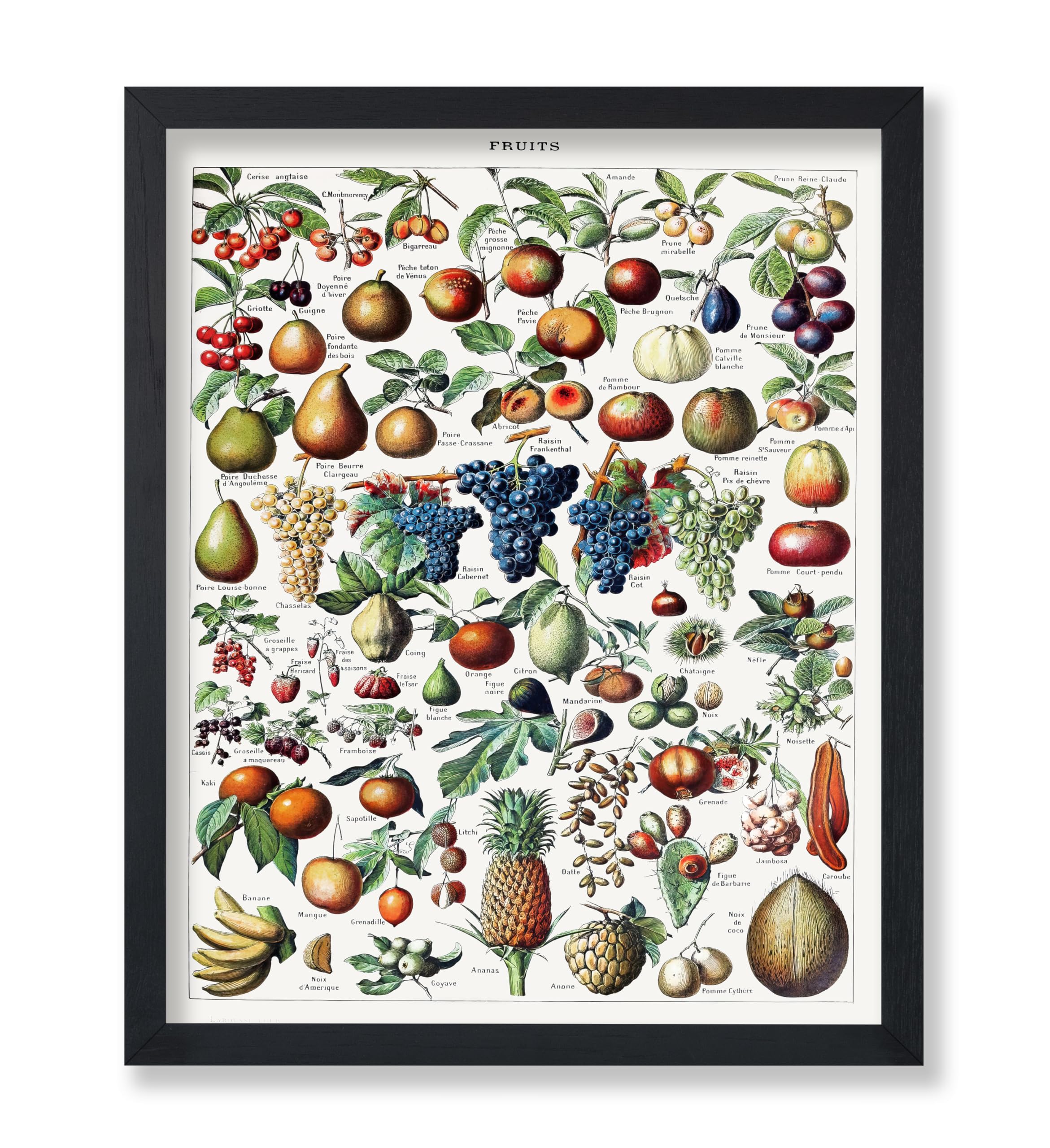 Poster Master Vintage Adolphe Millot Poster - Retro illustration Print - Gift for Artist, Chef - Botanical, Fruits, Grapes, Pine