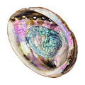 Standard Abalone Shell, 5 Inches or Larger. Perfect for holding Incense, Trinkets, and More