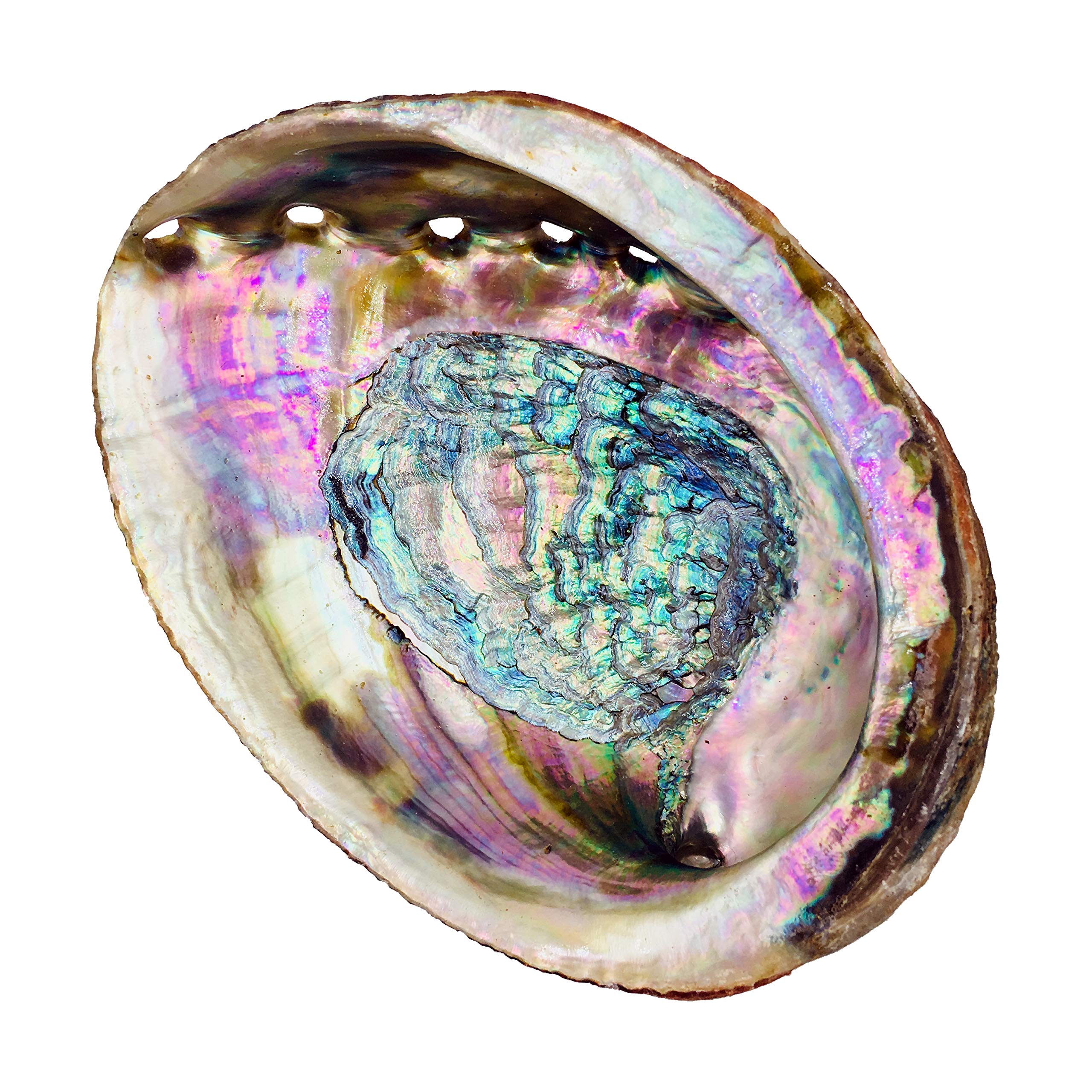 Standard Abalone Shell, 5 Inches or Larger. Perfect for holding Incense, Trinkets, and More