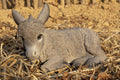 Hi-Line Gift Medium Donkey FOAL Lying Down, Brown